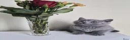 British Shorthair cats for sale: Exceptional pedigree British shorthair kittens  😻 - Advert 9