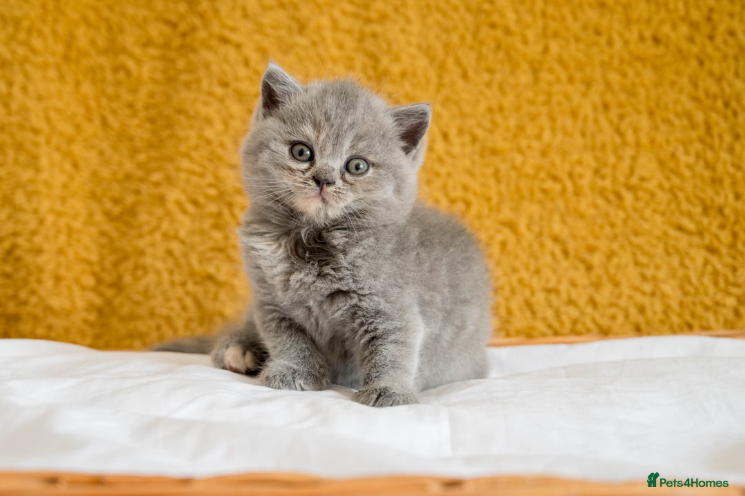 British Shorthair cats for sale: Stunning British Shorthair kittens - rare colours - Image 2
