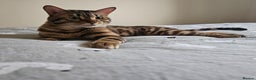 Bengal cats for sale: Beautiful Blue Eyed Bengal Stud - Advert 5