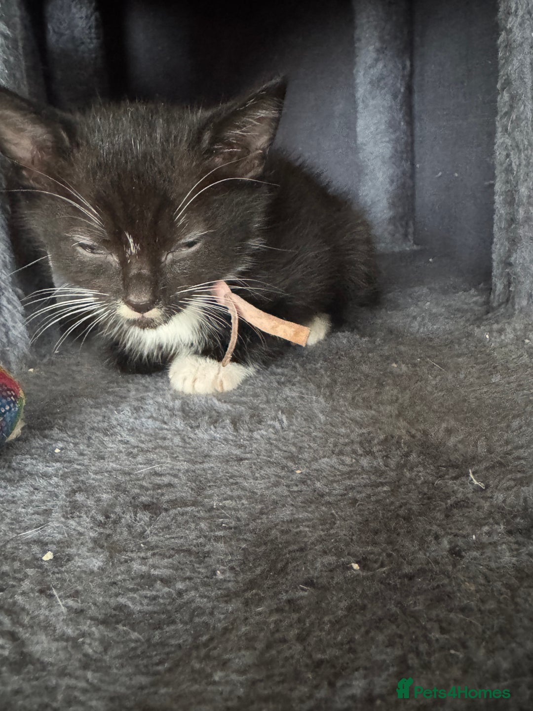 Mixed Breed cats for sale: 3 beautiful girls looking for their forever home  - Image 4