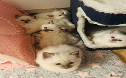 Ragdoll cats for sale: Ragdoll kittens  - Image 20