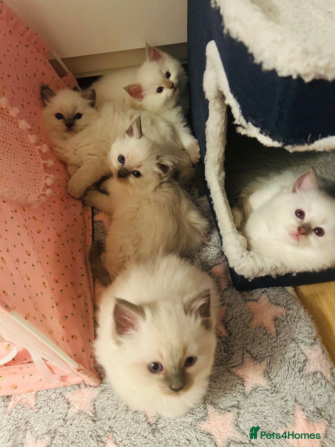 Ragdoll cats for sale: Ragdoll kittens  - Image 20