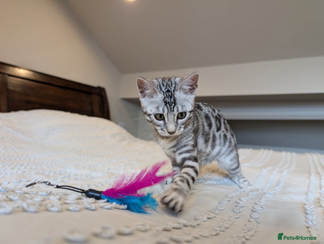 Bengal cats for sale: 🤍🖤🩶 Bengal Kittens 🩶🖤🤍 in Barnoldswick - Image 21