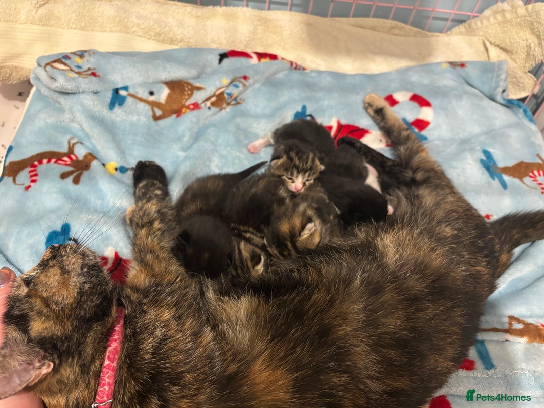 Mixed Breed cats for sale: 5 Gorgeous kittens for reserve - Image 15