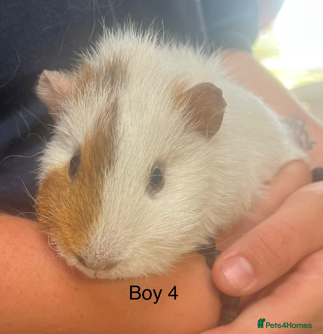 Guinea Pig rodents for sale: Various breeds of baby guinea pigs for sale - Image 3