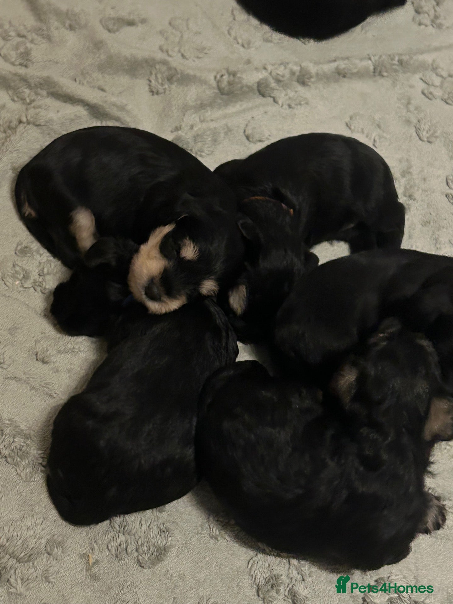 Miniature Schnauzer dogs for sale: Quality bloodline Miniature Schnauzer puppies - Advert 1