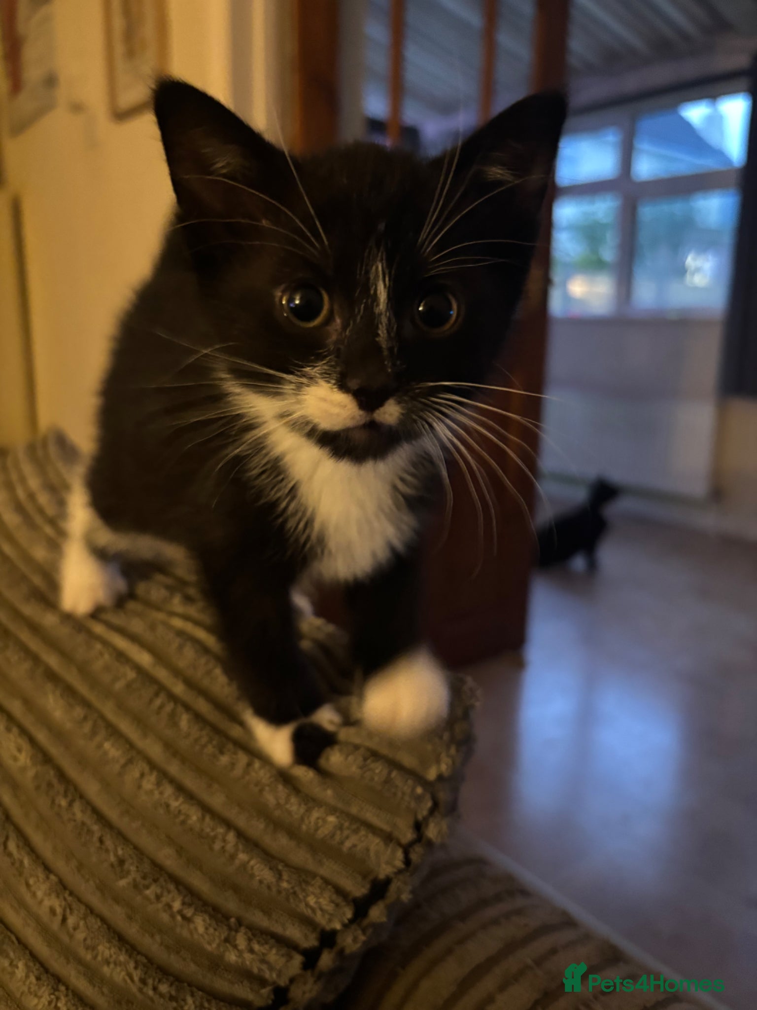 Mixed Breed cats Male tuxedo kitten  - Advert 4
