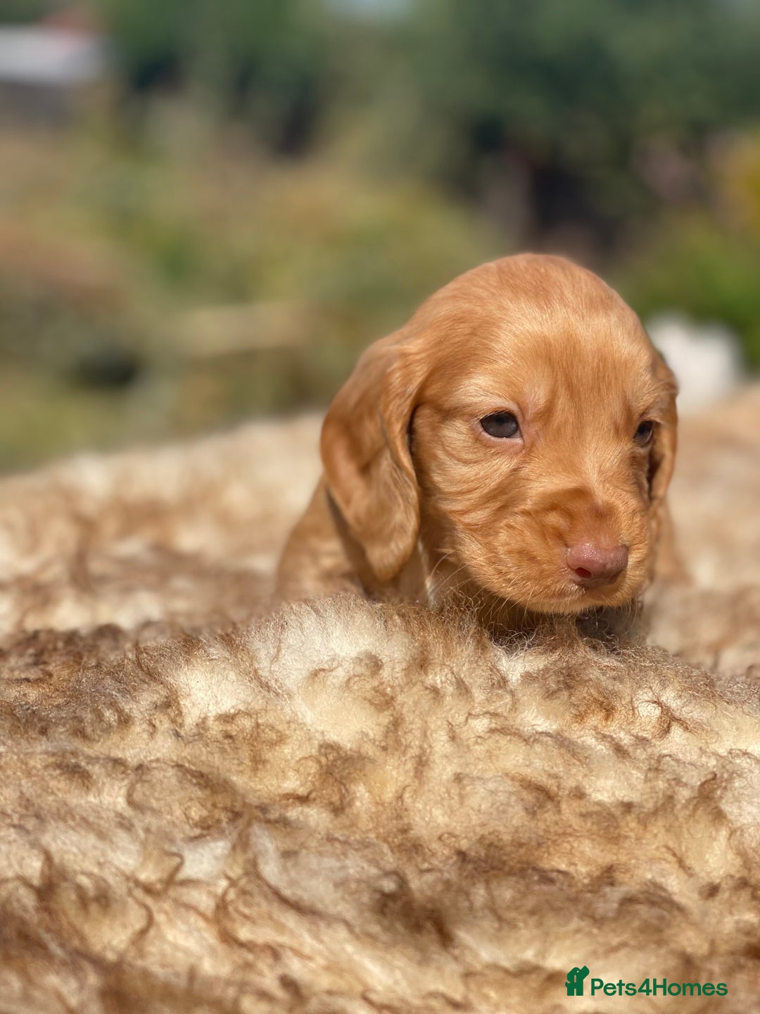 Cocker Spaniel dogs for sale: Health Tested Cocker Spaniel Pups - Image 13