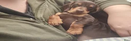 Dachshund dogs for sale: Female chocolate dachshund for sale - Advert 5