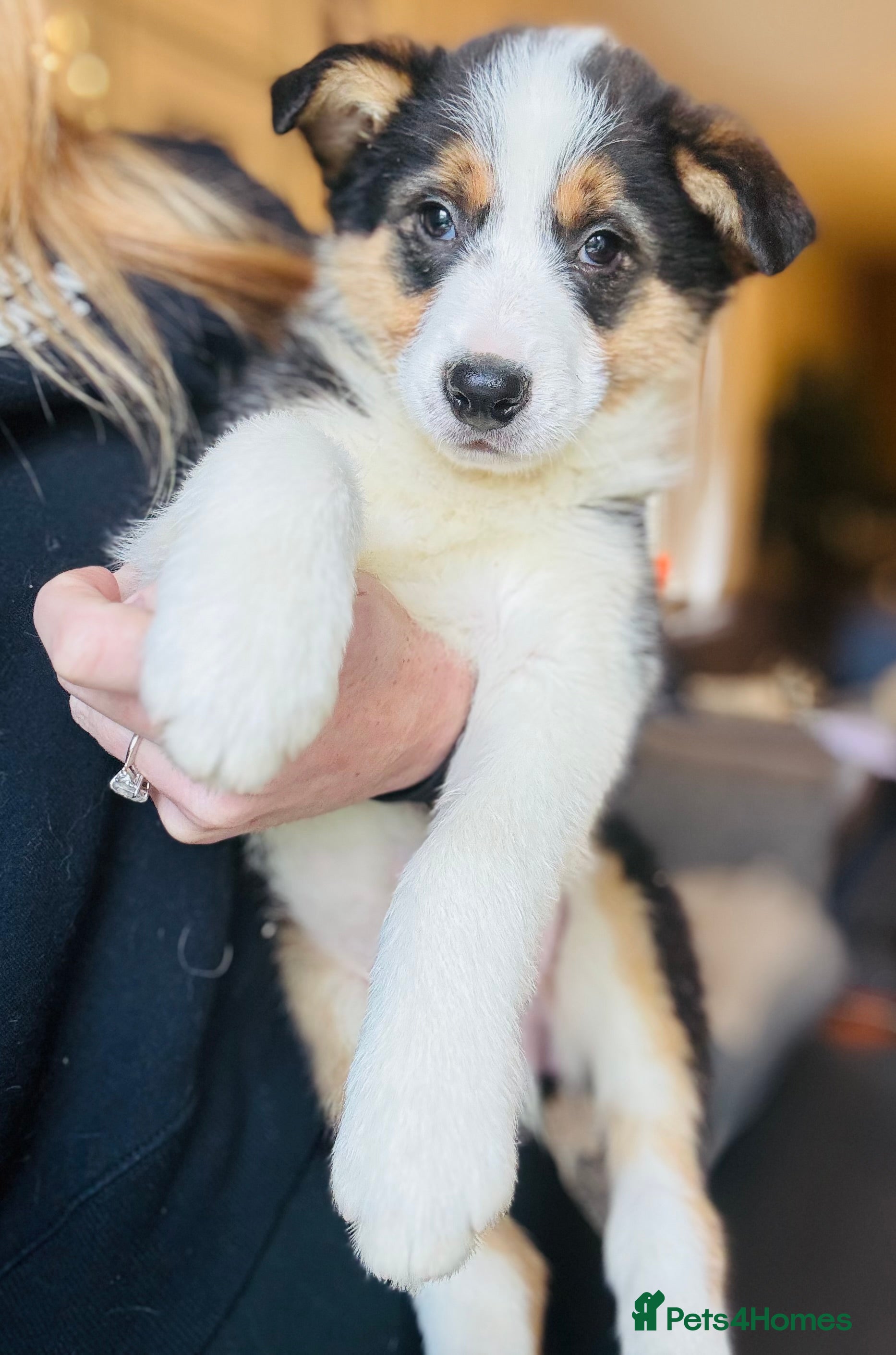 Border Collie dogs Pure Bred Border Collie Puppies For Sale - Advert 5
