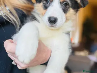 Border Collie dogs Pure Bred Border Collie Puppies For Sale - Advert 5
