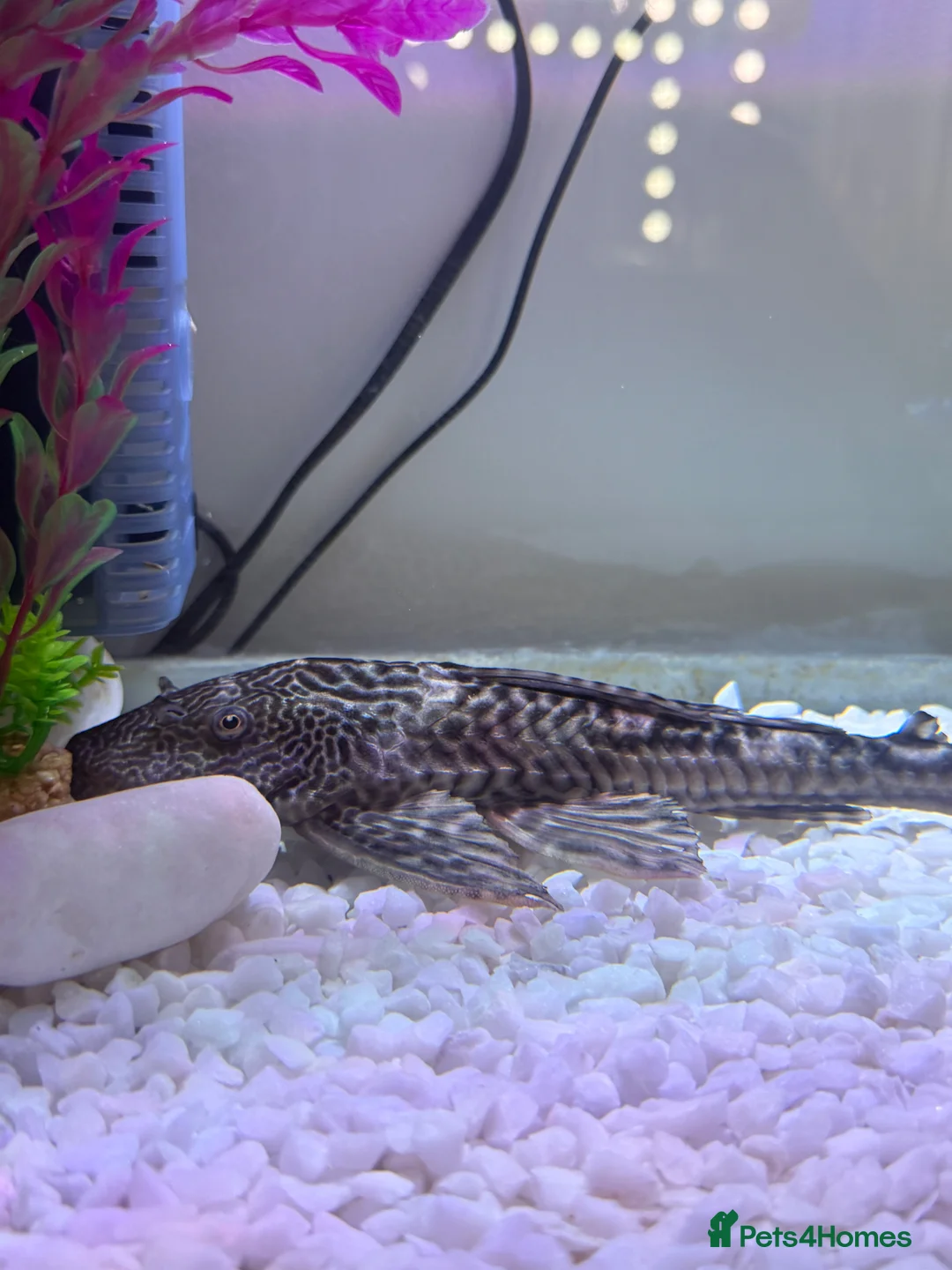 Plecos fish for sale: pleco fish urgently rehome - Advert 1
