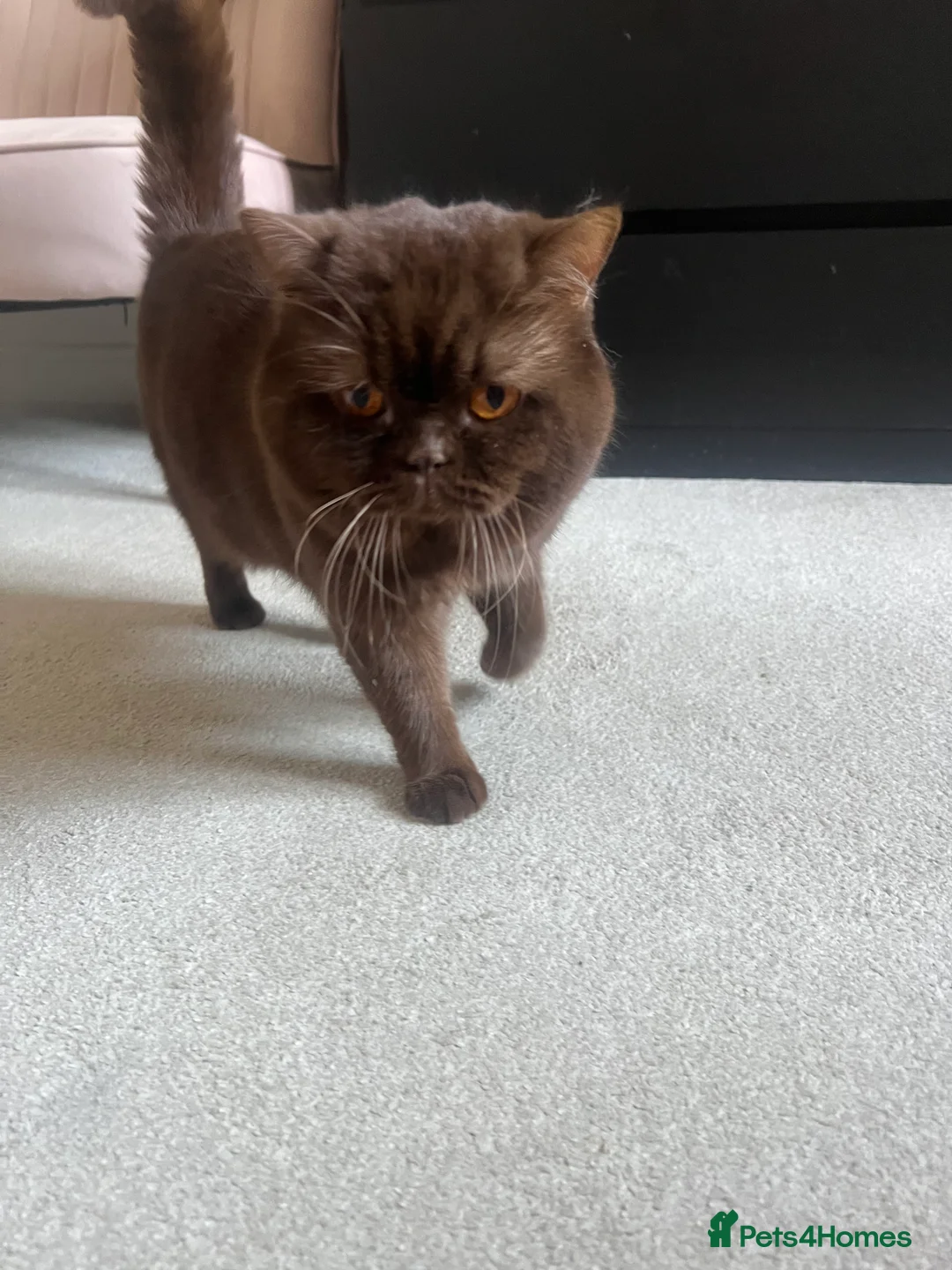 British Shorthair cats for sale: Active chocolate British short hair male - Advert 20