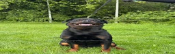 Rottweiler dogs for stud: KC Rottweiler Stud Available  - Advert 4