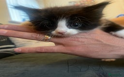 Domestic Shorthair cats for sale: Family friendly kittens looking for a new home  - Image 2
