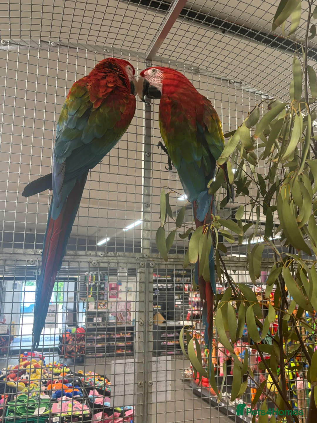 Macaws birds for sale: Gorgeous bonded Proven pair of Greenwing Macaws  - Advert 7