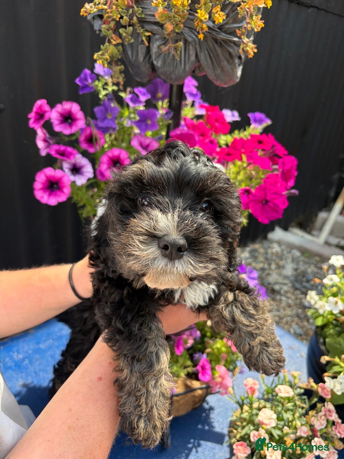 Cavapoo dogs 4 beautiful cavapoo boy pups - Advert 1