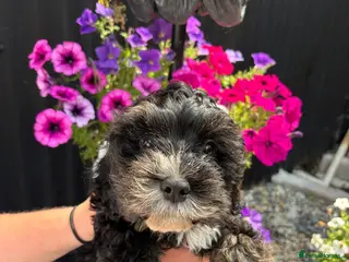 Cavapoo dogs 4 beautiful cavapoo boy pups - Advert 1