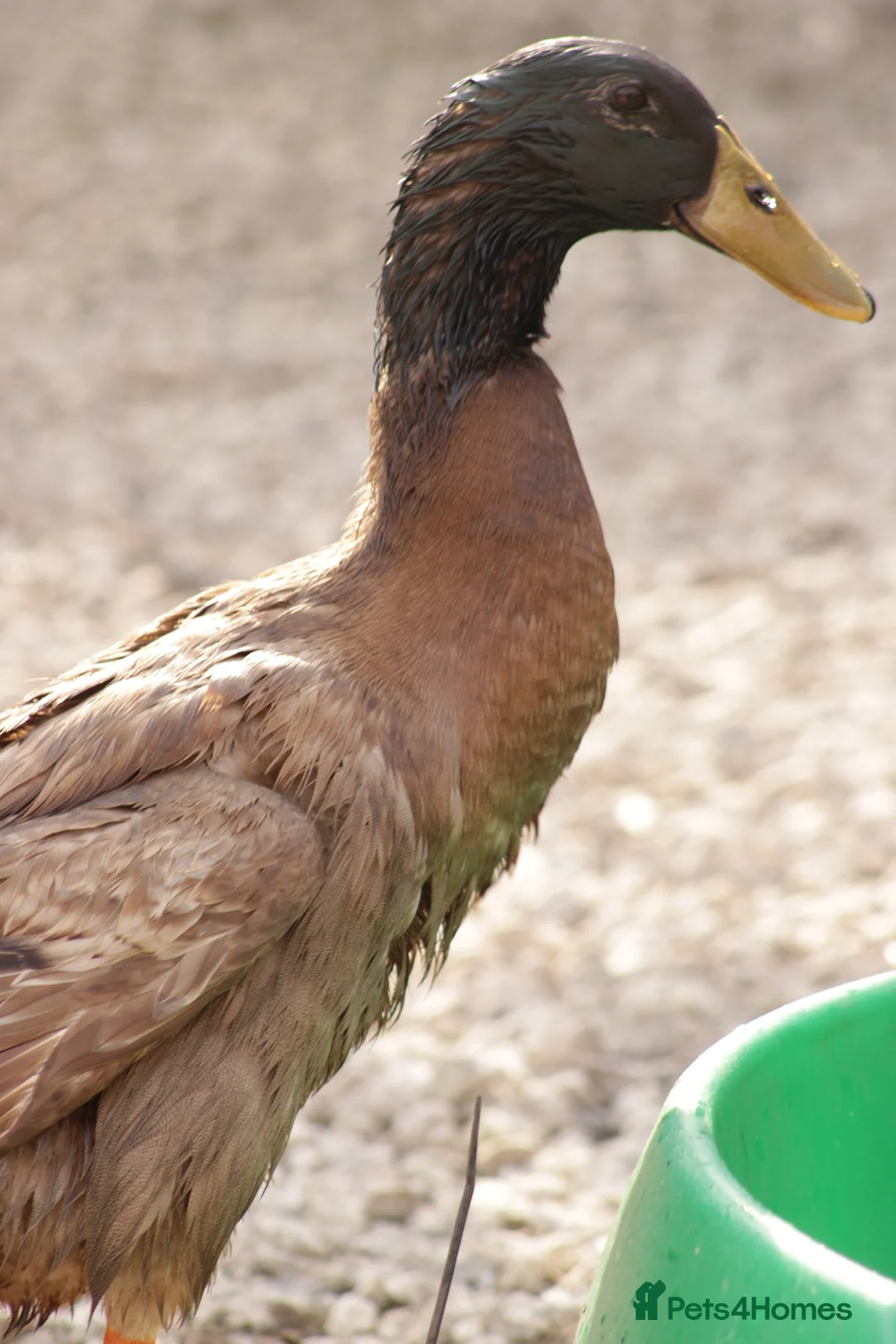 Ducks poultry for sale: 3 male runner ducks needing a new home - Advert 2