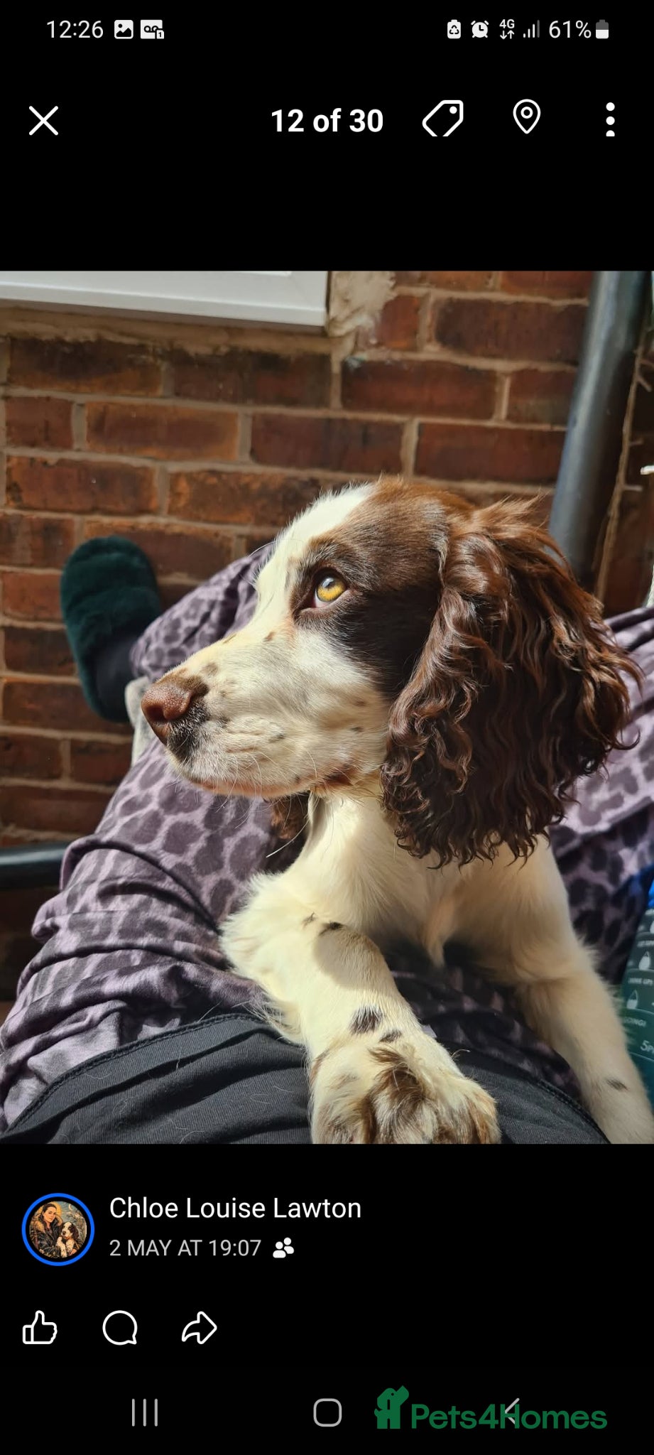 Cocker Spaniel dogs for sale: Cocker spaniel puppies due  - Advert 3