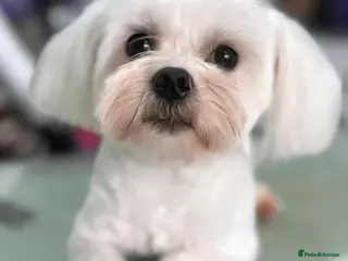 Maltese dogs Kc registered health tested stud proven - Advert 2