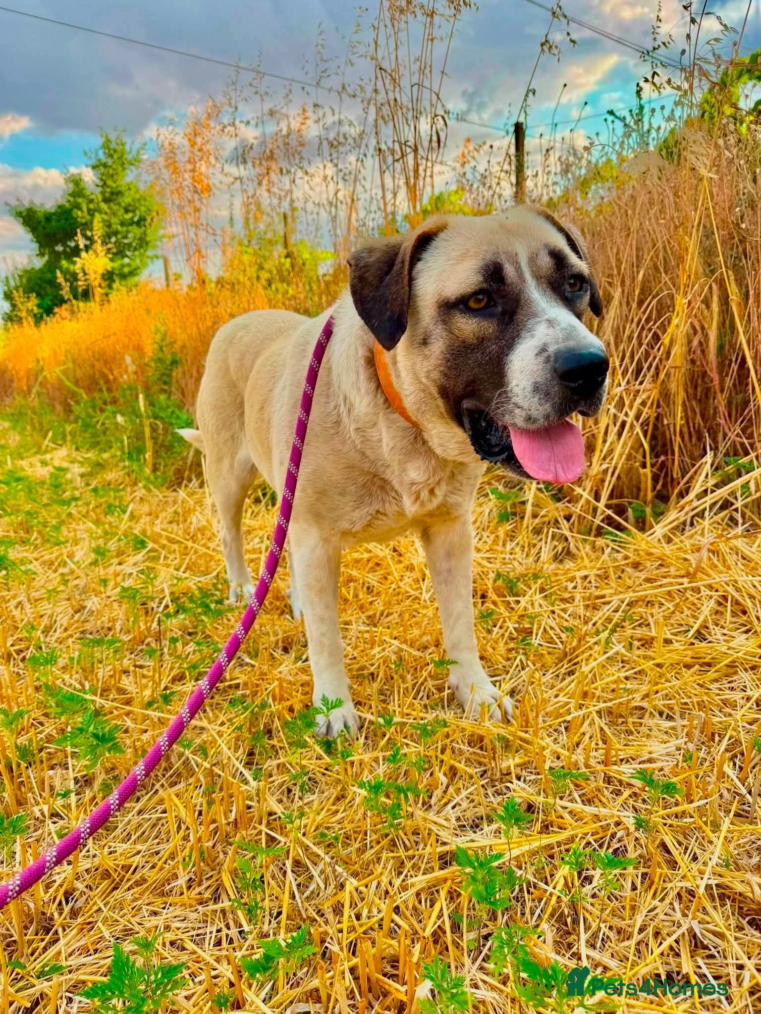 Mixed Breed dogs OLIVE REALLY NEEDS HER PERSON 🚨 - Advert 1