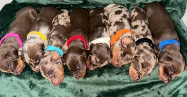 Miniature Dachshund dogs - Advert 3
