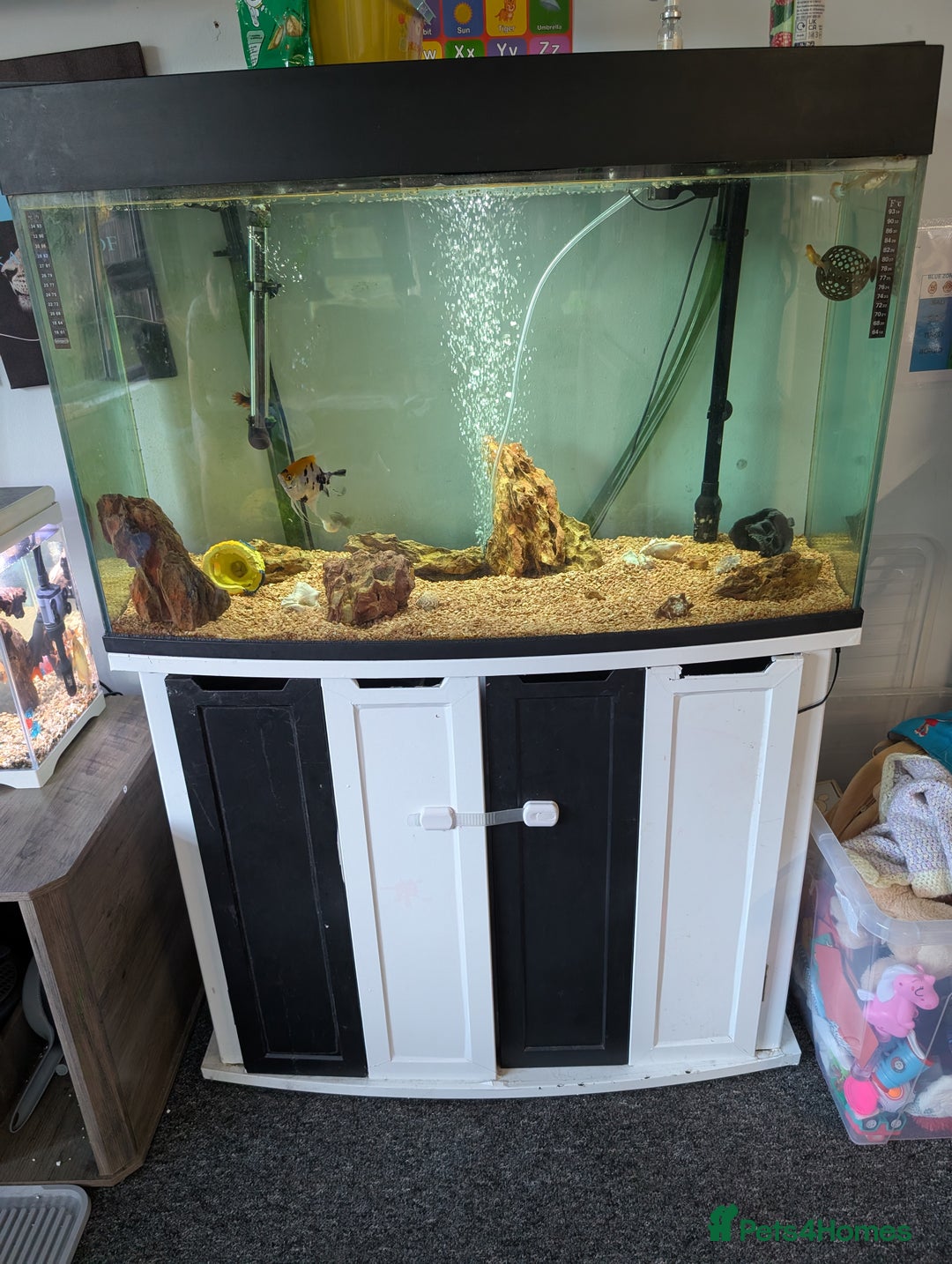 Angelfish fish for sale: Fish & tank - Image 2