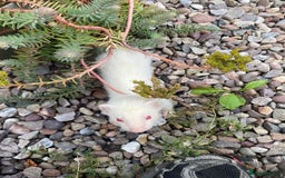 Ferret rodents for sale: 2 litters available sliver mitts and polecats  - Image 3