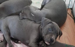 Staffordshire Bull Terrier dogs for sale: Beautiful blue Staffordshire bull terrier puppies  - Image 1