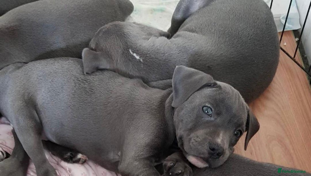 Staffordshire Bull Terrier dogs for sale: Beautiful blue Staffordshire bull terrier puppies  - Image 1