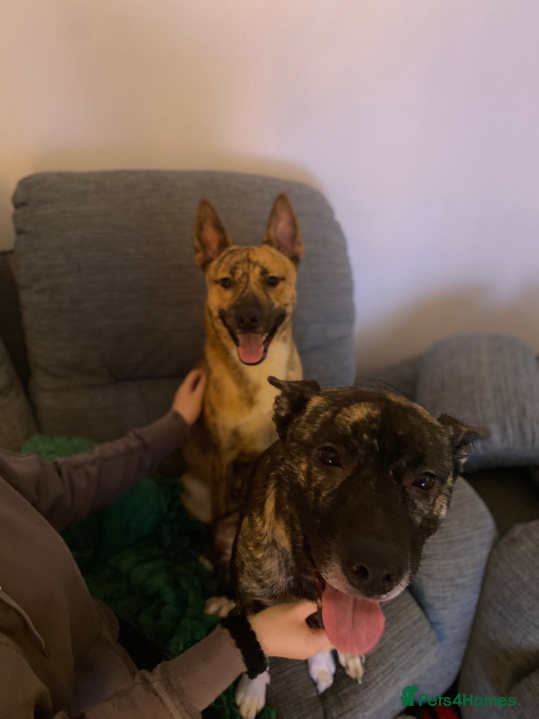 Mixed Breed dogs for sale: Husky x staff - Image 2