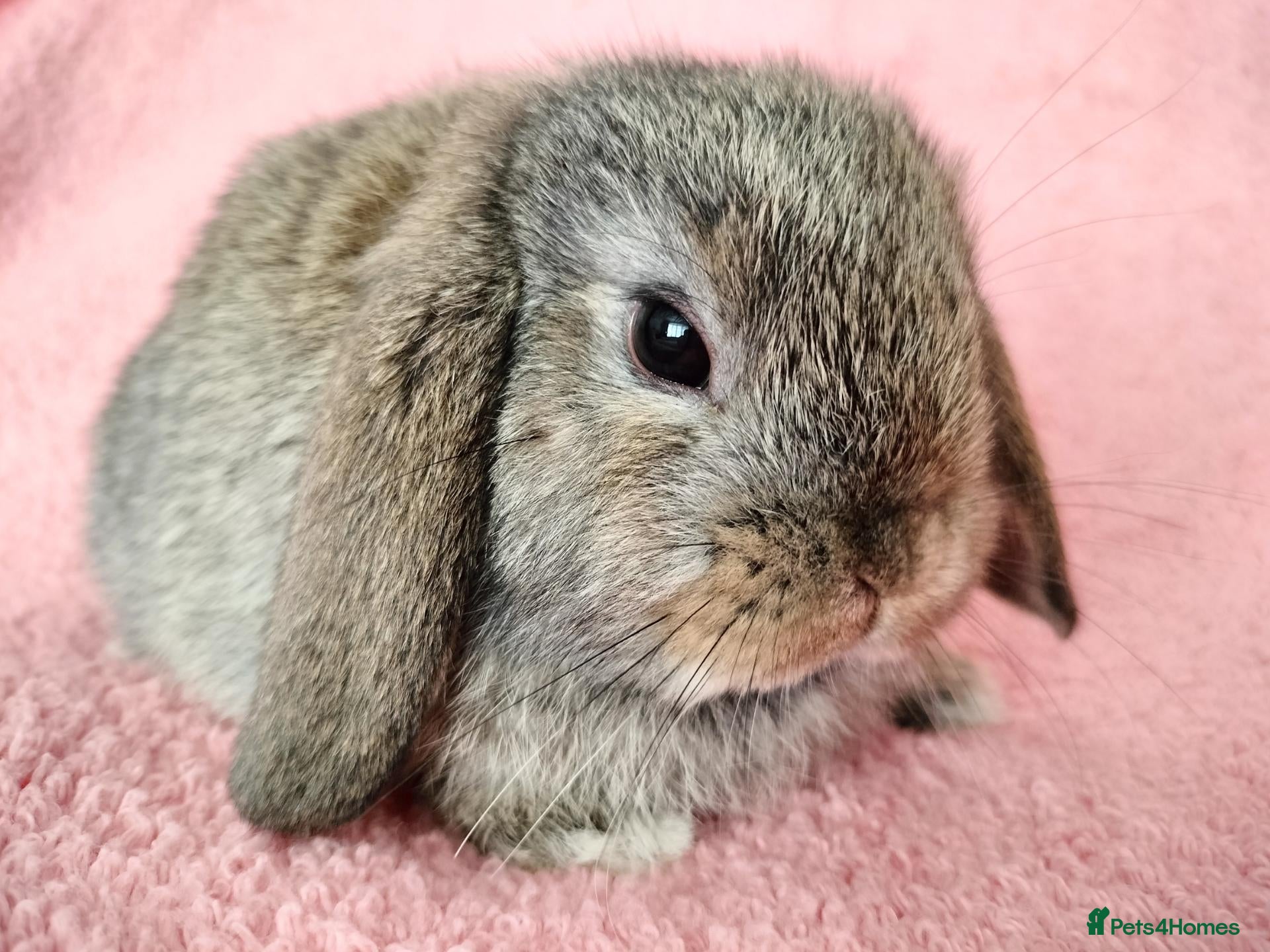 Mini Lop rabbits Baby mini lops for sale  - Advert 20