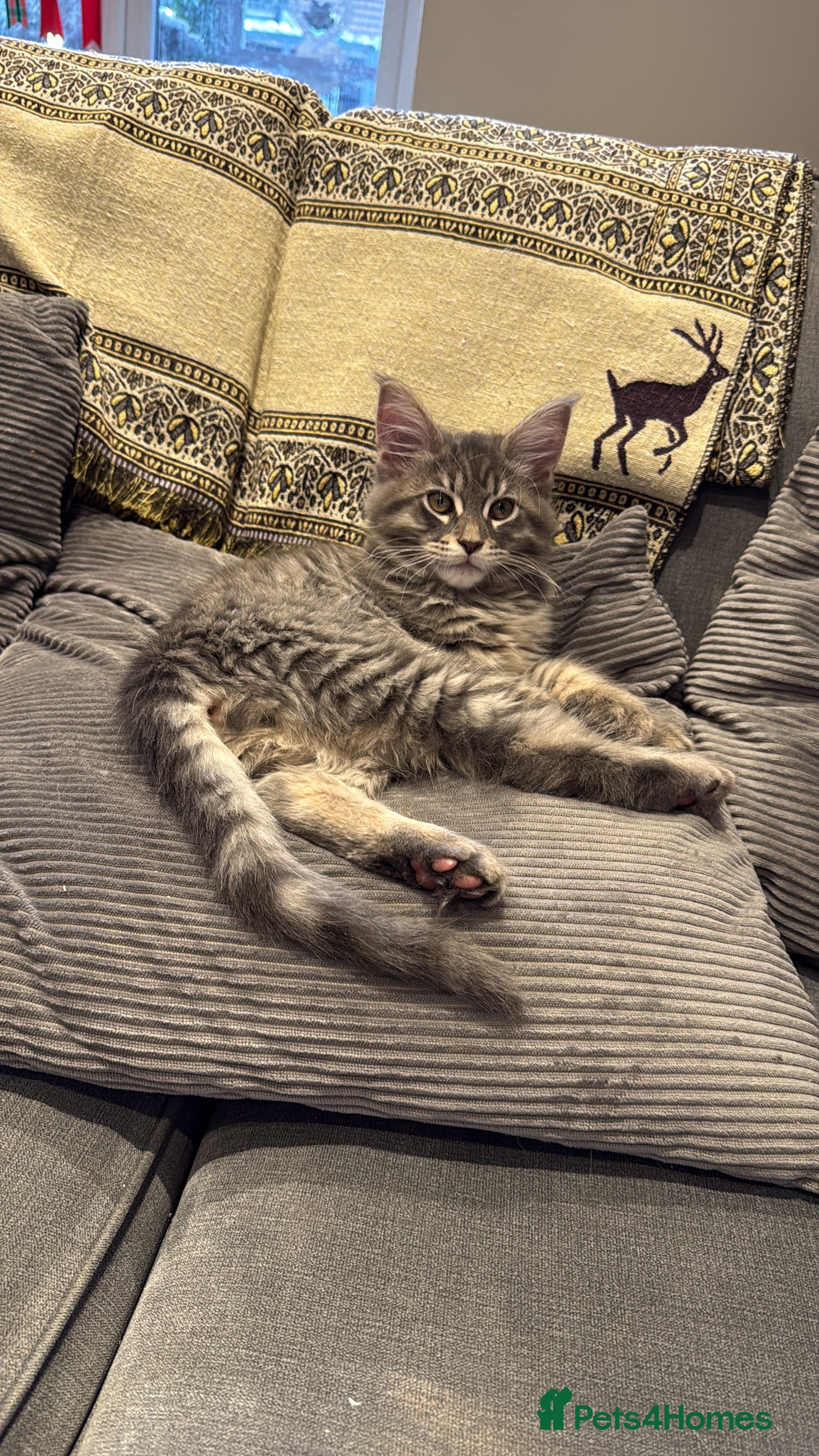 Maine Coon cats Beautiful GCCF registered Maine coon Kittens  - Advert 8