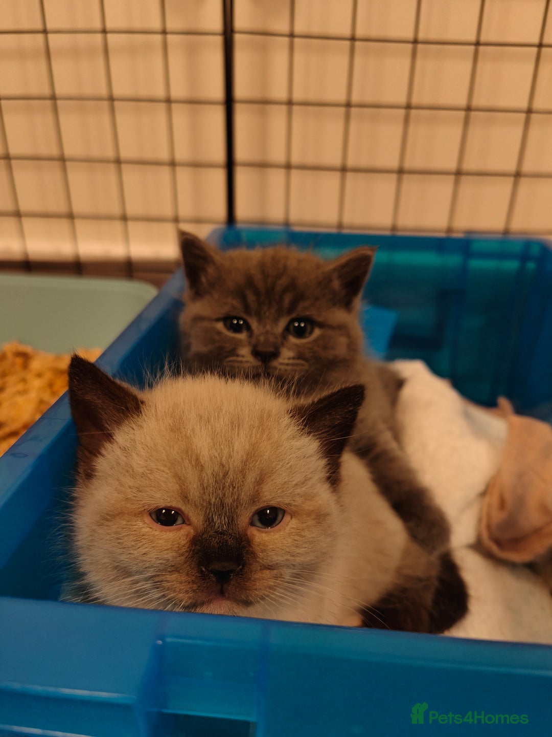 British Shorthair cats for sale: British Shorthair Kittens - Image 4