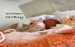 Mixed Breed cats for sale: Stunning kittens 8 weeks old ready now  - Image 13