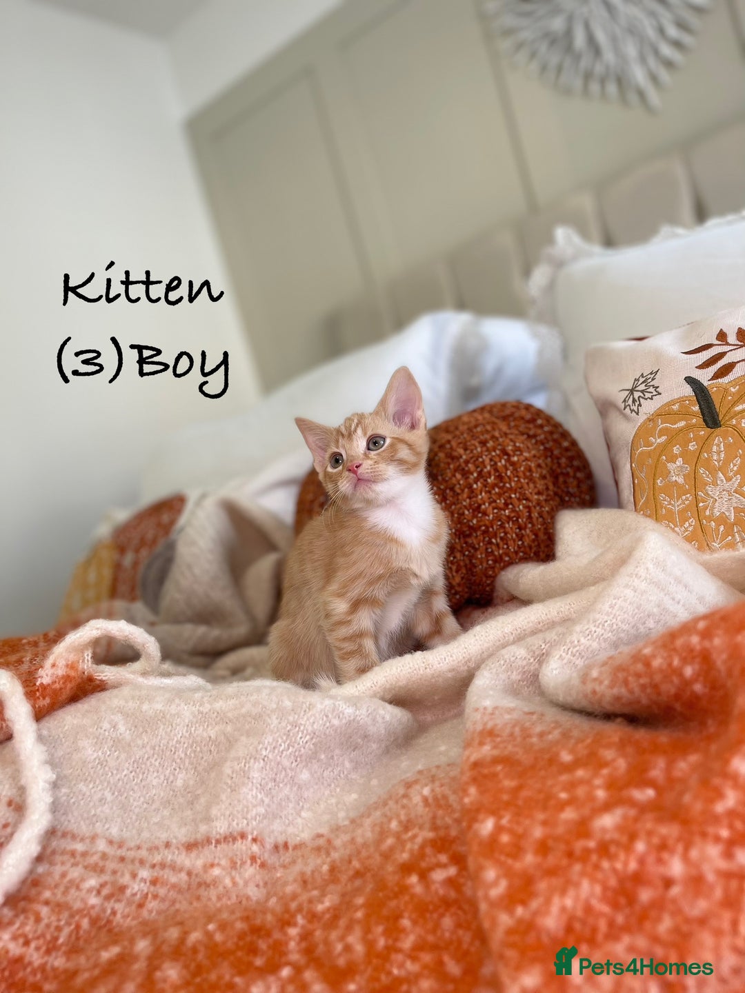 Mixed Breed cats for sale: Stunning kittens 8 weeks old ready now  - Image 13