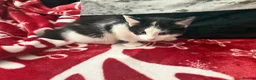 Siberian cats for sale: 8 weeks old Siberian kittens GOOD HOMES ONLY in Bootle - Advert 7