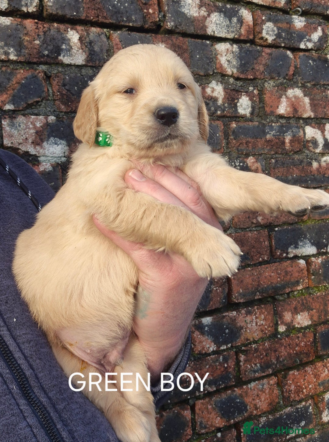 Golden Retriever dogs for sale: KC GOLDEN RETRIEVER PUPPIES HEALTH SCORED PARENTS  - Advert 9