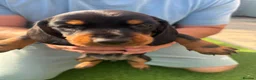 Dachshund dogs for sale: Dachshunds for sale - Advert 5