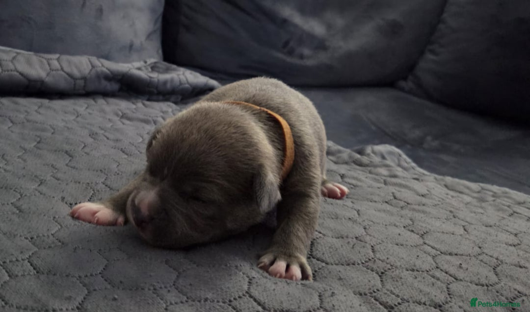 Staffordshire Bull Terrier dogs for sale: 5 staffordshire bull terrier puppies  - Advert 5