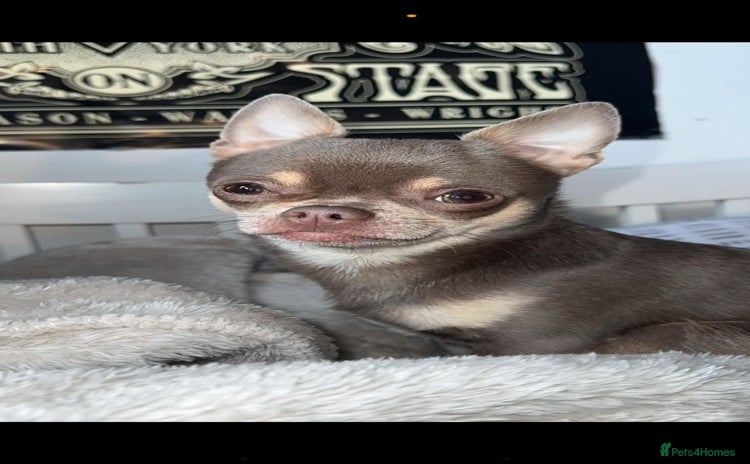 Chihuahua dogs - Advert 2