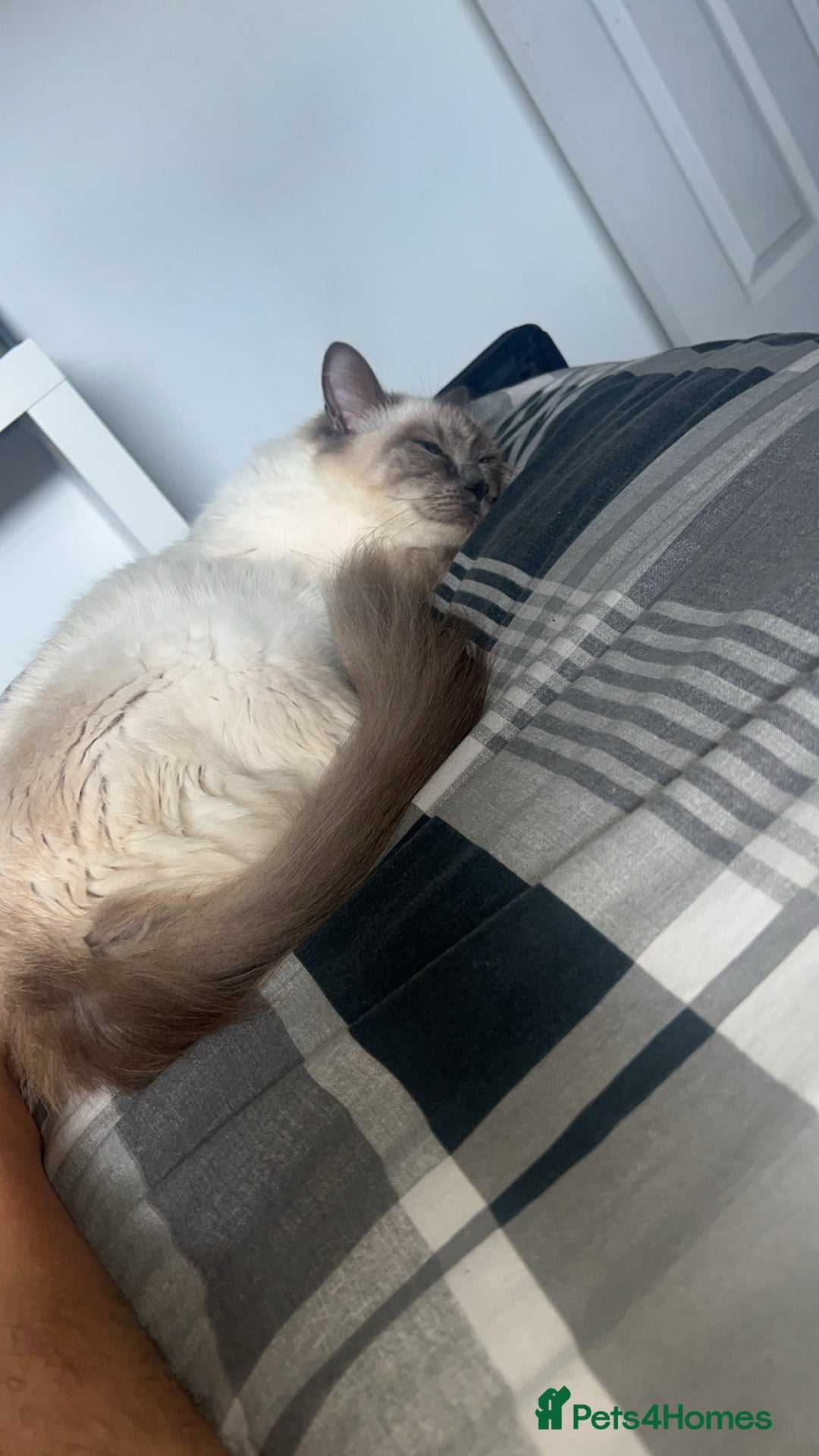 Ragdoll cats for sale: Ragdoll cross british short hair  - Image 2