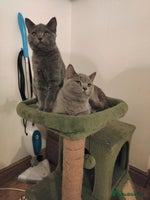 Scottish Fold cats Scottish fold blue for sale - Advert 2