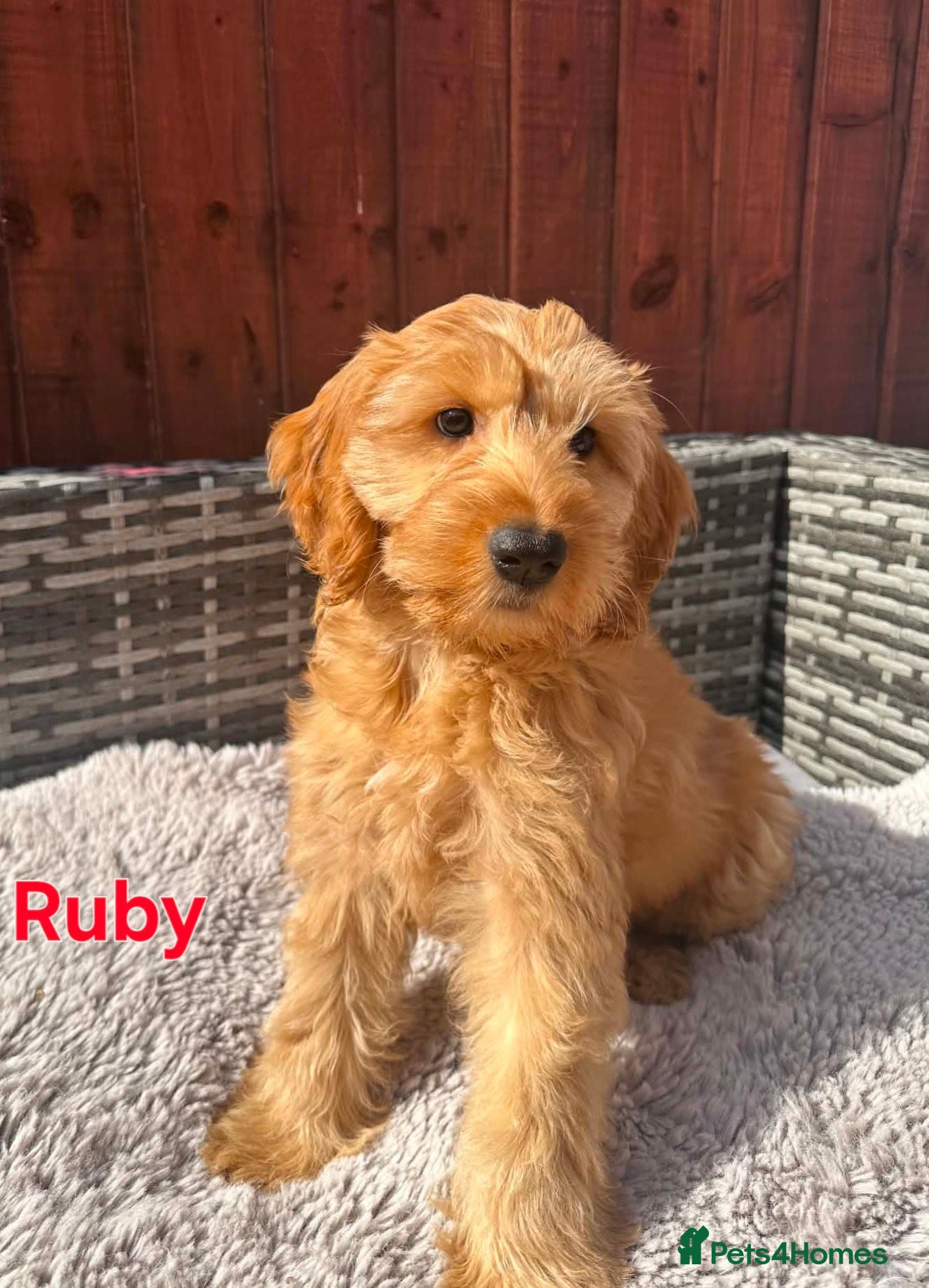 Australian Labradoodle dogs Australian Labradoodle-Medium-sized  - Advert 4