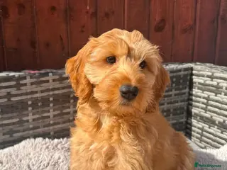 Australian Labradoodle dogs Australian Labradoodle-Medium-sized - Advert 4