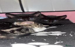 Bengal cats for sale: Beautiful kittens💕 - Advert 14