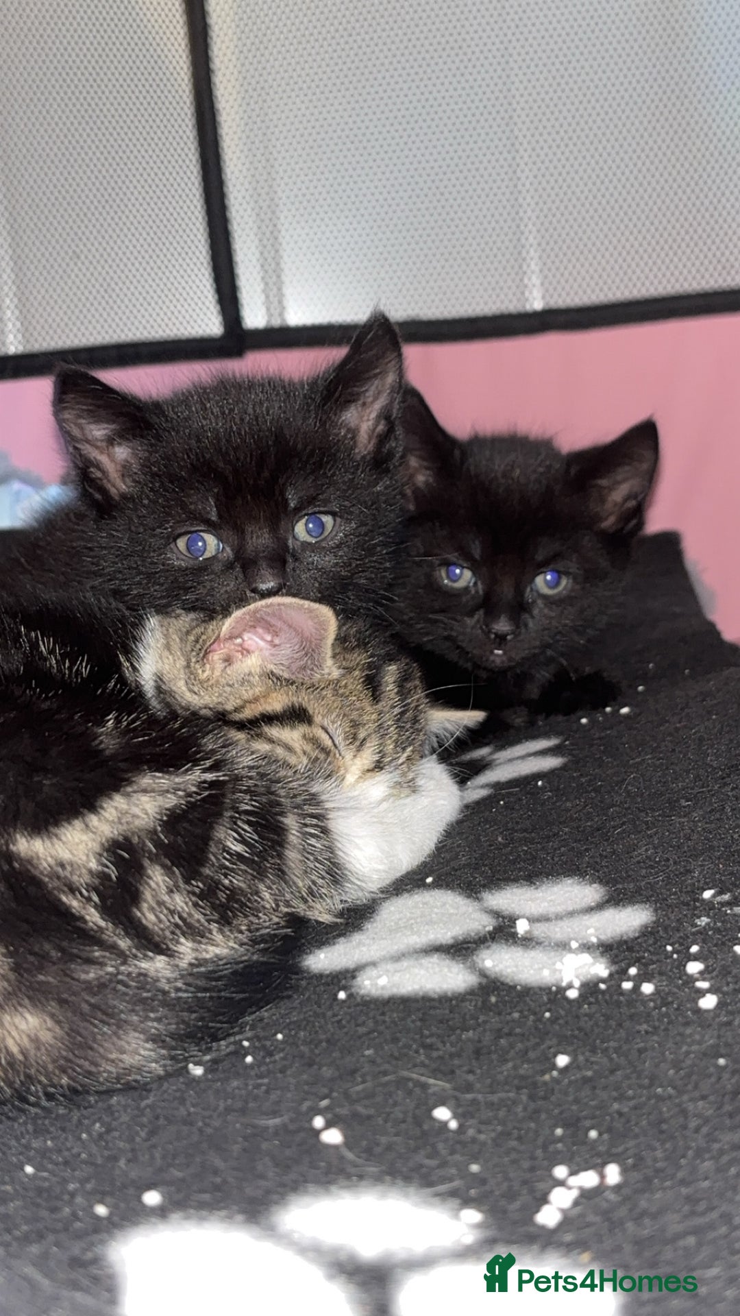 Bengal cats for sale: Beautiful kittens💕 - Advert 14