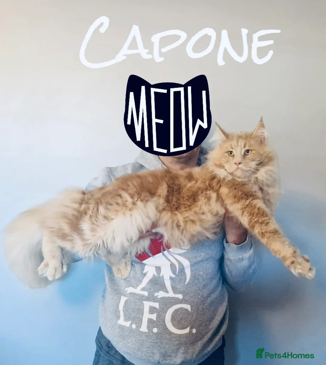 Maine Coon cats for stud: GCCF & Tica Registered Cream Smoke Maine Coon in Spalding - Advert 2