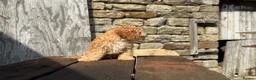 Cockapoo dogs for sale: Full Health tested Amazing obedience champion  - Advert 14